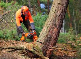 How Our Tree Care Process Works  in  George Mason, VA