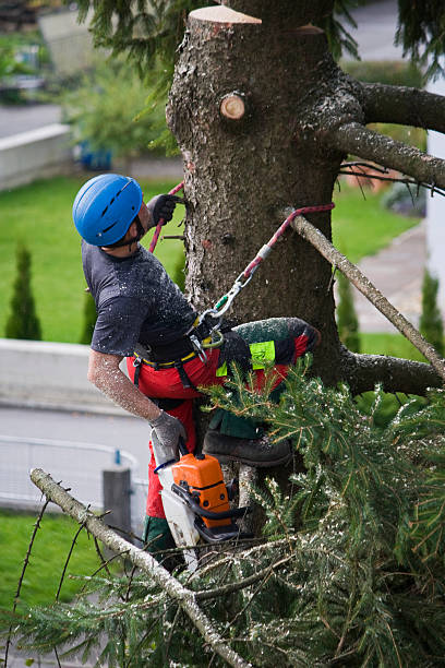 Best Tree Trimming and Pruning  in George Mason, VA
