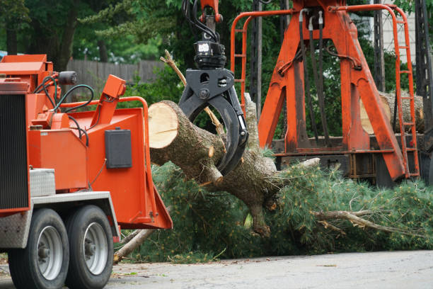 Best Arborist Consultation Services  in George Mason, VA