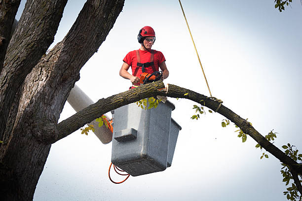 Best Aeration Services  in George Mason, VA