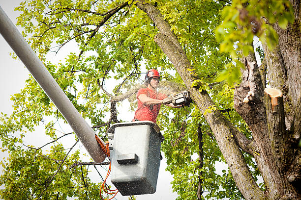Best Palm Tree Trimming  in George Mason, VA