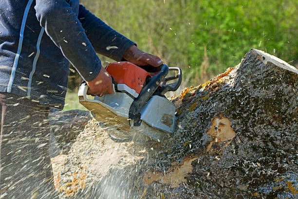 Best Tree Cabling and Bracing  in George Mason, VA