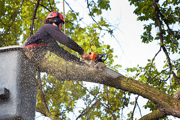 Best Lawn Maintenance Plans  in George Mason, VA