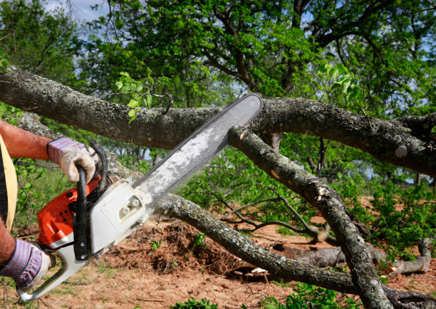 Best Lot and Land Clearing  in George Mason, VA
