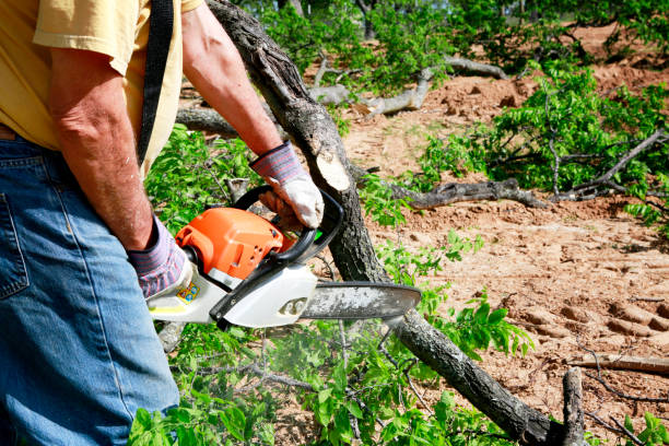 Best Fruit Tree Pruning  in George Mason, VA